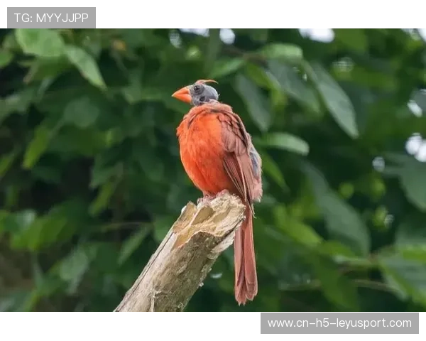 红雀进攻问题持续,主帅称需尽快调整,红雀到底说的是什么