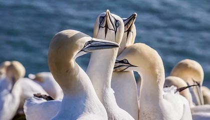 Leyu Sport下载-国家队战术执行缺乏细节把控，国家队战术执行缺乏细节把控怎么办